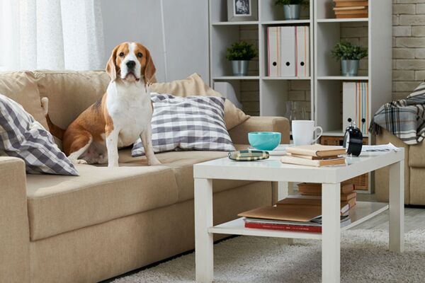 Ein Beagle sitzt auf einem Sofa in einem gemütlich eingerichteten Wohnzimmer, was häusliche Gemütlichkeit und tierische Begleitung hervorhebt.